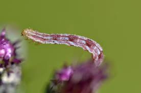 Attēlu rezultāti vaicājumam “Eupithecia satyrata”