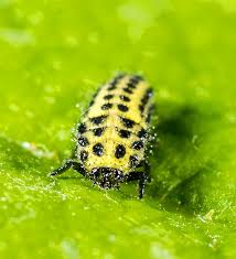 Attēlu rezultāti vaicājumam “Psyllobora vigintiduopunctata larva”