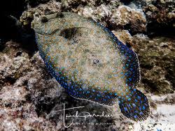 Image result for Myzopsetta ferruginea