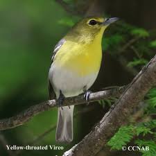 Image result for Vireo flavifrons