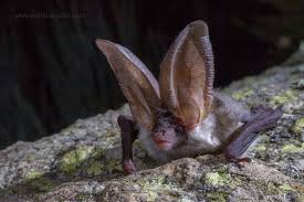 Attēlu rezultāti vaicājumam “Plecotus auritus”