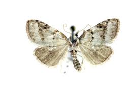 Attēlu rezultāti vaicājumam “Nola aerugula”