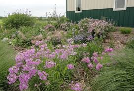 Attēlu rezultāti vaicājumam “Campanula rotundifolia”