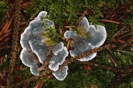 Attēlu rezultāti vaicājumam “Postia caesia”