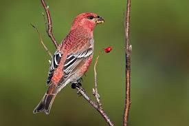 Image result for Pinicola enucleator