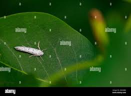 Attēlu rezultāti vaicājumam “Yponomeuta malinellus / cagnagella imago”