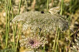 Attēlu rezultāti vaicājumam “Daucus carota subsp. carota flower”