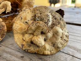 Attēlu rezultāti vaicājumam “Onnia tomentosa”