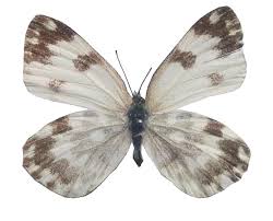 Attēlu rezultāti vaicājumam “Pontia edusa upperside”