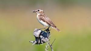 Attēlu rezultāti vaicājumam “Saxicola rubetra juvenile”