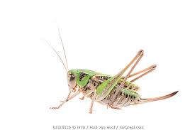 Attēlu rezultāti vaicājumam “Decticus verrucivorus”