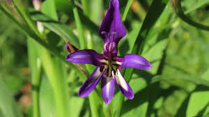 Attēlu rezultāti vaicājumam “Stemonitopsis hyperopta var. landewaldii stalked”