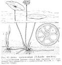<b>Nelumbo</b> nucifera