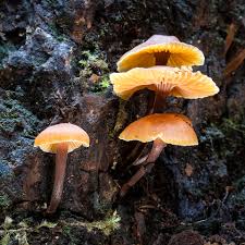 Attēlu rezultāti vaicājumam “Xeromphalina campanella”