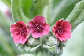 Attēlu rezultāti vaicājumam “Cynoglossum officinale flower”