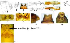 Attēlu rezultāti vaicājumam “Potamophylax”
