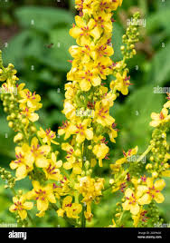 Attēlu rezultāti vaicājumam “Verbascum nigrum”