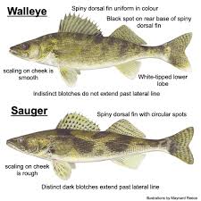 Image result for Sander canadensis/vitreus