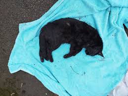 Image result for Acklam Gc