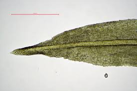 Attēlu rezultāti vaicājumam “Oxystegus tenuirostris”