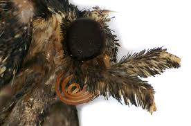 Attēlu rezultāti vaicājumam “Parascotia fuliginaria”