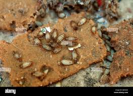 Attēlu rezultāti vaicājumam “Anthrenus verbasci”