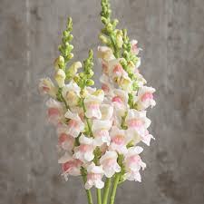 Image result for Antirrhinum majus maximum