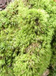 Attēlu rezultāti vaicājumam “Dicranella heteromalla”