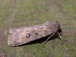 Attēlu rezultāti vaicājumam “Caradrina morpheus”