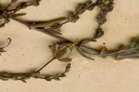 Attēlu rezultāti vaicājumam “Sagina nodosa leaf”