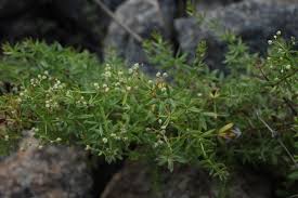 Attēlu rezultāti vaicājumam “Galium uliginosum”