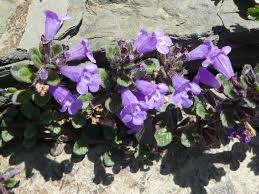 Attēlu rezultāti vaicājumam “Acinos arvensis flower”