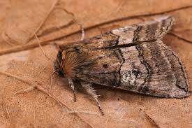 Attēlu rezultāti vaicājumam “Tethea or”