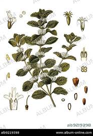 Image result for Marrubium vulgare
