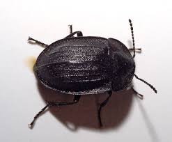 Attēlu rezultāti vaicājumam “Phosphuga atrata”