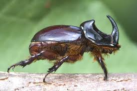 Attēlu rezultāti vaicājumam “Oryctes nasicornis male”