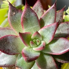 Image result for Mehikasvi