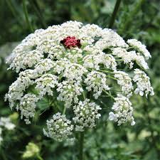 Attēlu rezultāti vaicājumam “Daucus sativus flower”