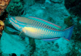 Image result for Scarus taeniopterus