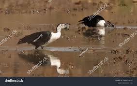 Attēlu rezultāti vaicājumam “Sylvicola sp.”