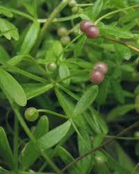 Attēlu rezultāti vaicājumam “Galium trifidum”