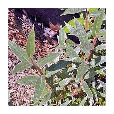 Attēlu rezultāti vaicājumam “Salix alba var. sericea”