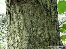 Attēlu rezultāti vaicājumam “Populus x lettland”