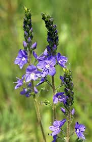 Image result for Veronica teucrium