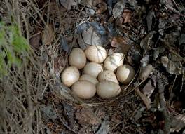 Attēlu rezultāti vaicājumam “Tetrastes bonasia eggs”