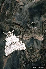 Attēlu rezultāti vaicājumam “Lymantria monacha imago”