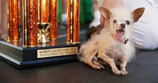 Image result for ugliest dog