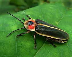 Attēlu rezultāti vaicājumam “Lampyridae”