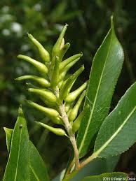 Attēlu rezultāti vaicājumam “Salix triandra fruit”