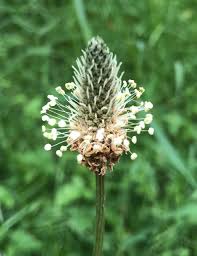 Attēlu rezultāti vaicājumam “Plantago lanceolata fruit”